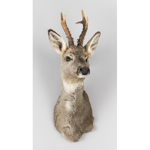 801 - A MODERN TAXIDERMY ROE DEER SHOULDER MOUNT (CAPREOLUS CAPREOLUS).
(h 62cm x w 23cm x d 22cm)