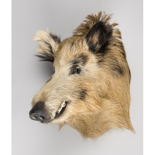 802 - A MODERN TAXIDERMY EUROPEAN WILD BOAR SHOULD MOUNT (SUS SCROFA).
(h 52cm x w 40cm x d 48cm)