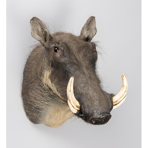 805 - A LATE 20TH CENTURY TAXIDERMY COMMON WARTHOG SHOULDER MOUNT (PHACOCHOERUS AFRICANUS).
(h 44cm x w 27... 