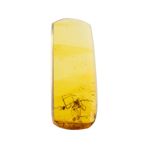 935 - LARGE SPIDER WITH VENOM AND MOSQUITO IN CRETACEOUS BURMESE AMBER FOSSIL.
(0.24g). Inclusions include... 