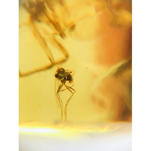 935 - LARGE SPIDER WITH VENOM AND MOSQUITO IN CRETACEOUS BURMESE AMBER FOSSIL.
(0.24g). Inclusions include... 