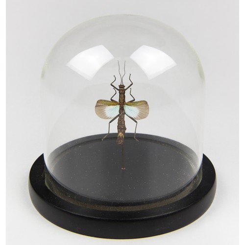 796 - ASIAN STICK INSECT UNDER GLASS DOME
(h 13.5cm x w 13.5cm x d 13.5cm)