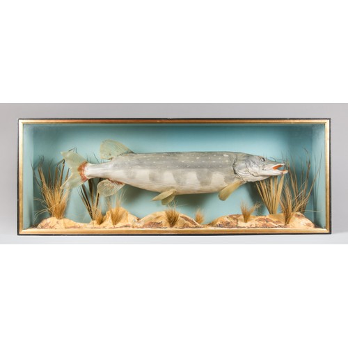 800a - A CASED TAXIDERMY PIKE (ESOX LUCIUS)
Traditional pose, in a rustic setting in ebonised wooden glazed... 