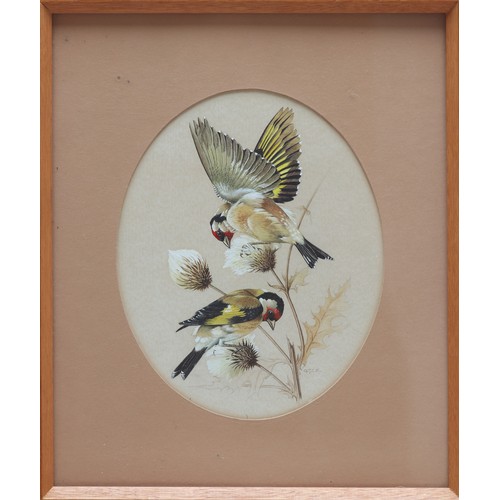 482 - G.J.C KIRBY (BRITISH, BORN 1912) A SET OF FOUR ORIGINAL PAINTINGS, STUDIES OF BIRDS
Goldfinches, Spo... 