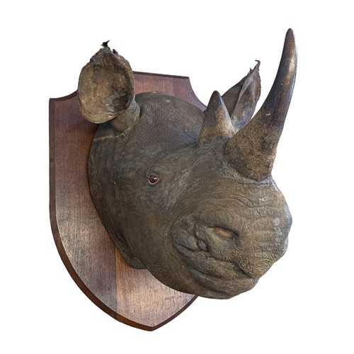 498 - ROWLAND WARD OF PICCADILLY, LONDON, A VICTORIAN TAXIDERMY BLACK RHINOCEROS HEAD (DICEROS BICORNIS).
... 