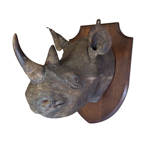 498 - ROWLAND WARD OF PICCADILLY, LONDON, A VICTORIAN TAXIDERMY BLACK RHINOCEROS HEAD (DICEROS BICORNIS).
... 