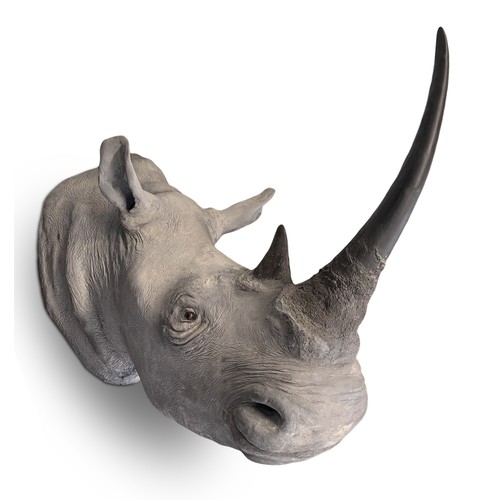 499 - ROWLAND WARD OF PICCADILLY, LONDON, VICTORIAN TAXIDERMY WHITE RHINOCEROS HEAD (CERATOTHERIUM SIMUM).... 