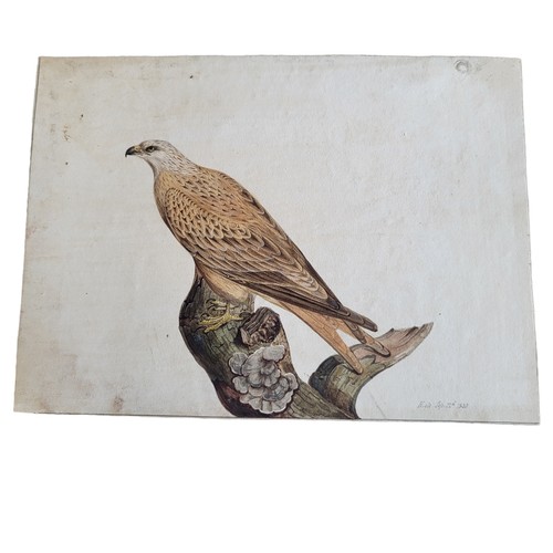 468 - AN EARLY 19TH CENTURY WATERCOLOUR 'KITE' BIRD STUDY
A single bird, inscribed lower right 'Kite Sept ... 