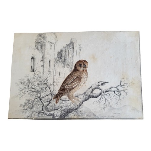 461 - AN EARLY 19TH CENTURY WATERCOLOUR AND PENCIL 'TAWNEY OWL' BIRD STUDY
A solitary bird with castle rui... 