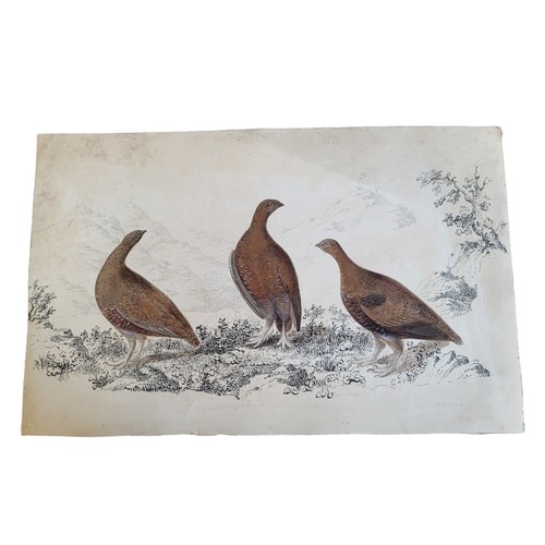 462 - AN EARLY 19TH CENTURY WATERCOLOUR, PENCIL AND INK 'RED GROUSE' BIRD STUDY
Three birds, inscribed low... 