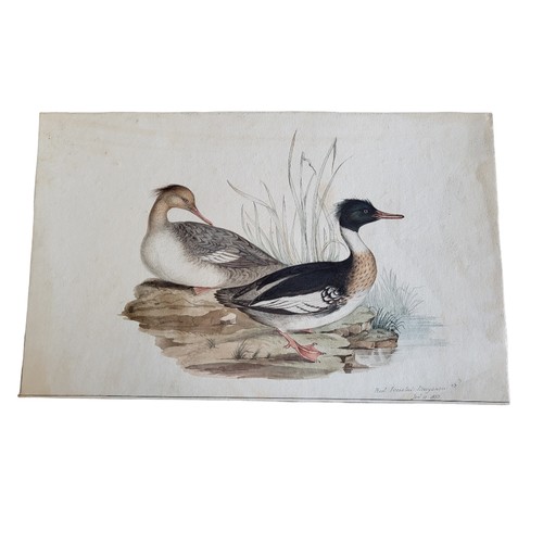 467 - AN EARLY 19TH CENTURY WATERCOLOUR' RED BREASTED MERGANSER' BIRD STUDY
Two birds near a pond, inscrib... 