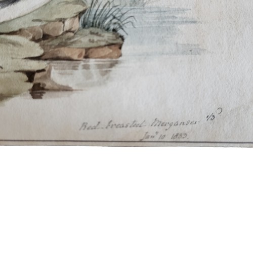 467 - AN EARLY 19TH CENTURY WATERCOLOUR' RED BREASTED MERGANSER' BIRD STUDY
Two birds near a pond, inscrib... 