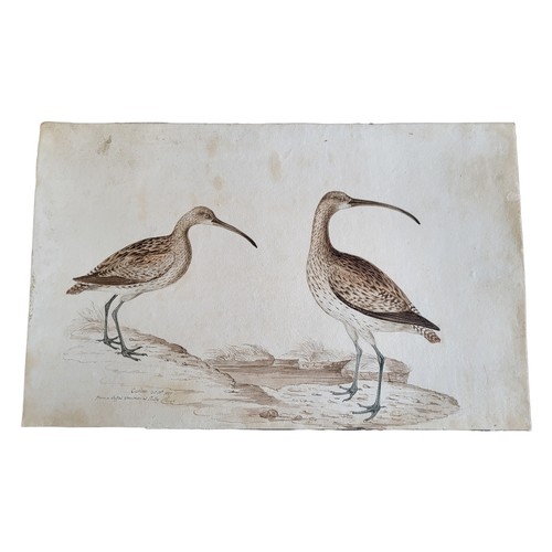 465 - AN EARLY 19TH CENTURY WATERCOLOUR 'CURLEW' BIRD STUDY
Two birds, inscribed lower left ‘Curlew, Oct 1... 