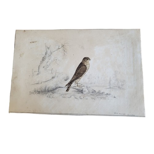 466 - AN EARLY 19TH CENTURY  WATERCOLOUR 'MERLIN' BIRD STUDY
A single bird in rural landscape, inscribed l... 