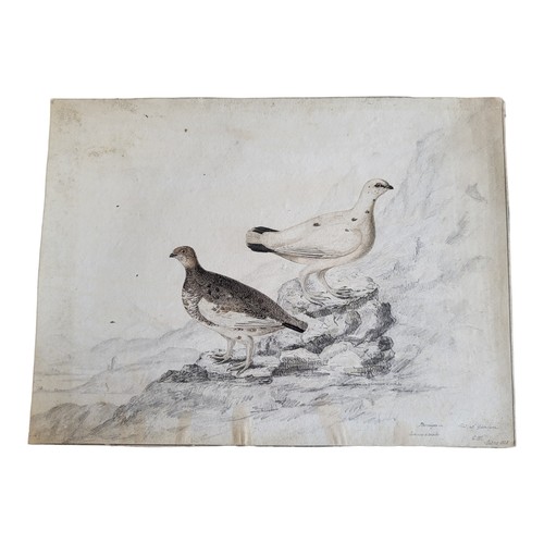 464 - AN EARLY 19TH CENTURY WATERCOLOUR AND PENCIL 'PLAMIGONIN' BIRD STUDY
Two birds, inscribed lower righ... 