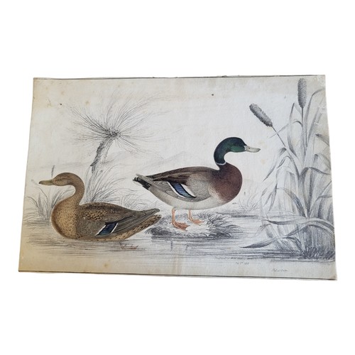 463 - AN EARLY 19TH CENTURY WATERCOLOUR AND PENCIL 'MALLARD AND WILD DUCK' BIRD STUDY
Two birds on a river... 