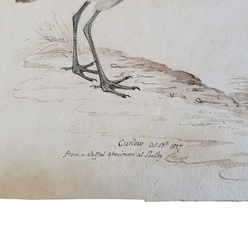 465 - AN EARLY 19TH CENTURY WATERCOLOUR 'CURLEW' BIRD STUDY
Two birds, inscribed lower left ‘Curlew, Oct 1... 