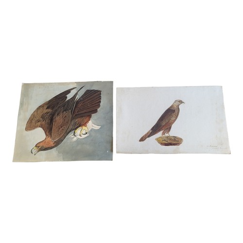 477 - TWO EARLY 19TH CENTURY WATERCOLOUR BIRD STUDIES
Buzzard, inscribed to lower right 'The Buzzard shot ... 