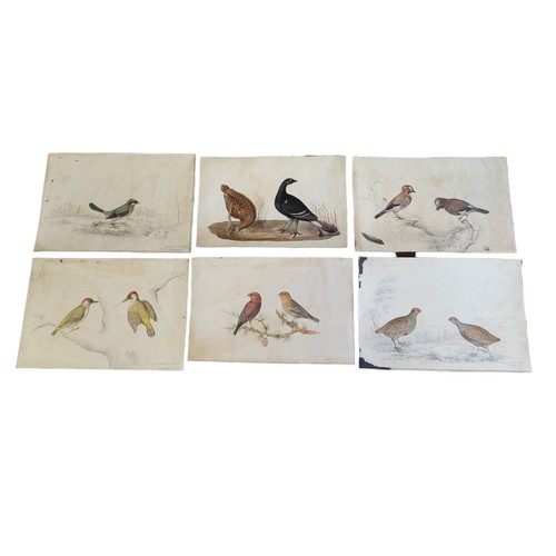 478 - A COLLECTION OF SIX EARLY 19TH CENTURY WATERCOLOUR BIRD STUDIES
'Partridges Jan 31st 1828, Shot at S... 