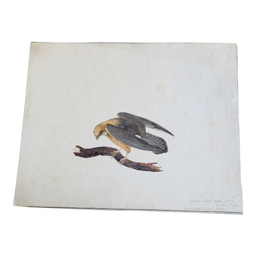 474 - AN EARLY 19TH CENTURY WATERCOLOUR 'RED FOOTED FALCON' BIRD STUDY
A single bird inscribed lower right... 