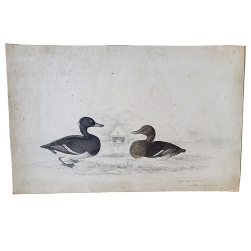 469 - AN EARLY 19TH CENTURY WATERCOLOUR 'TUFTED DUCKS' BIRD STUDY
Two birds with boat house, inscribed low... 