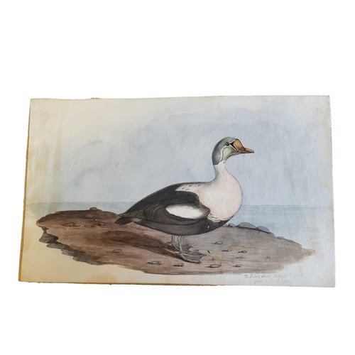 476 - AN EARLY 19TH CENTURY WATERCOLOUR 'KING DUCK' BIRD STUDY
A single bird inscribed, lower right 'The K... 