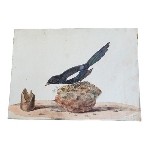 475 - AN EARLY 19TH WATERCOLOUR 'MAGPIE' BIRD STUDY
A single bird, inscribed lower lower right ‘C.W. Magpi... 