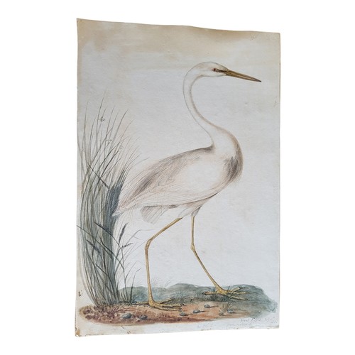 471 - AN EARLY 19TH CENTURY WATERCOLOUR 'GREAT EGRET' BIRD STUDY
A single bird with reeds, inscribed lower... 