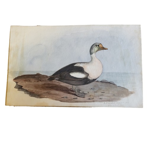 476 - AN EARLY 19TH CENTURY WATERCOLOUR 'KING DUCK' BIRD STUDY
A single bird inscribed, lower right 'The K... 