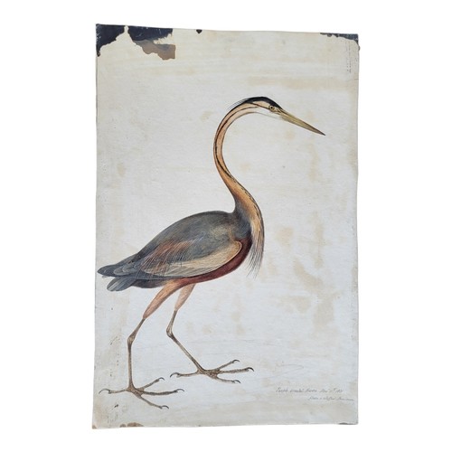 472 - AN EARLY 19TH CENTURY WATERCOLOUR 'PURPLE CRESTED HERON
A single bird, inscribed lower right 'Purple... 