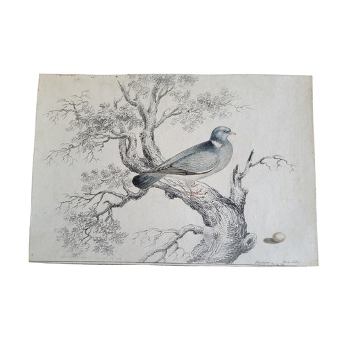 470 - AN EARLY 19TH CENTURY WATERCOLOUR AND PENCIL 'WOOD PIGEON' BIRD STUDY
A single bird with egg, inscri... 