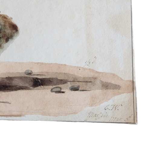 475 - AN EARLY 19TH WATERCOLOUR 'MAGPIE' BIRD STUDY
A single bird, inscribed lower lower right ‘C.W. Magpi... 