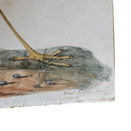 471 - AN EARLY 19TH CENTURY WATERCOLOUR 'GREAT EGRET' BIRD STUDY
A single bird with reeds, inscribed lower... 