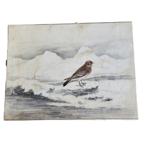 473 - AN EARLY 19TH CENTURY WATERCOLOUR AND PENCIL 'SNOW BUNTING' BIRD STUDY
Winter landscape, with a sing... 