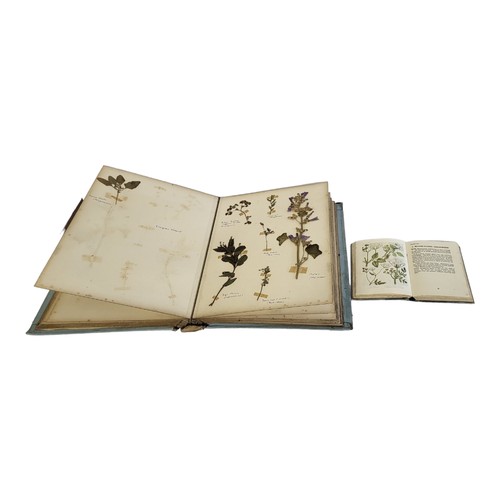 321 - AN ALBUM OF VERY EARLY 20TH CENTURY BRITISH DRY WILD FLOWERS AND HERBS 
Including Wild Hyacinth, Woo... 