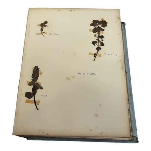 321 - AN ALBUM OF VERY EARLY 20TH CENTURY BRITISH DRY WILD FLOWERS AND HERBS 
Including Wild Hyacinth, Woo... 