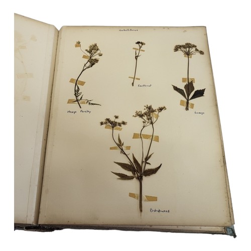 321 - AN ALBUM OF VERY EARLY 20TH CENTURY BRITISH DRY WILD FLOWERS AND HERBS 
Including Wild Hyacinth, Woo... 