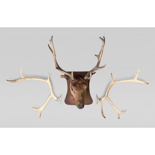 105a - A VICTORIAN TAXIDERMY FALLOW DEER HEAD ALONG WITH A PAIR OF DEER ANTLERS.
Deer head (h 70cm x w 55cm... 