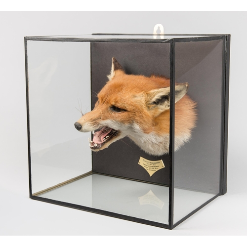 2 - ROWLAND WARD, AN EARLY 20TH CENTURY TAXIDERMY CASED FOX HEAD (VULPES VULPES).
Tettcott Foxhounds 191... 