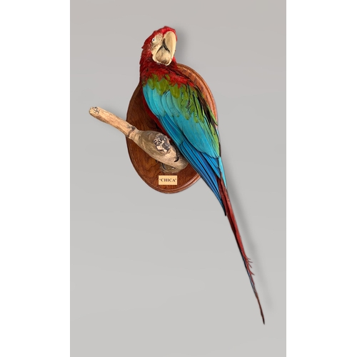 21 - A 20TH CENTURY TAXIDERMY RED-AND-GREEN MACAW UPON A NATURALISTIC WALL MOUNT (ARA CHLOROPTERUS).
(h 7... 