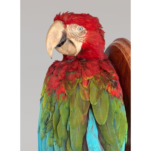 21 - A 20TH CENTURY TAXIDERMY RED-AND-GREEN MACAW UPON A NATURALISTIC WALL MOUNT (ARA CHLOROPTERUS).
(h 7... 