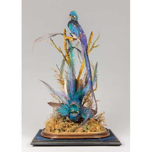 23 - A LATE 19TH CENTURY TAXIDERMY DIORAMA OF QUETZALS (PHAROMACHRUS MOCINNO).
With original dome base an... 