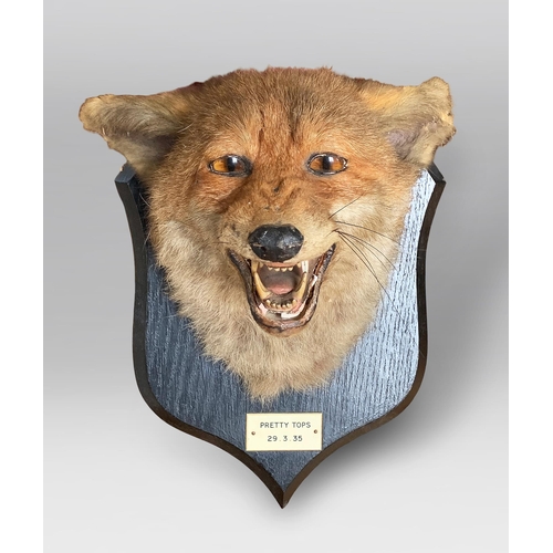 39a - PETER SPICER & SONS, AN EARLY 20TH CENTURY TAXIDERMY FOX MASK (VULPES VULPES).
Plaque inscribed “PRE... 