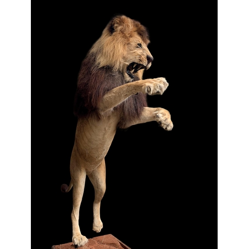 45 - A MAGNIFICENT TAXIDERMY LEAPING LION DIORAMA (PANTHERA LEO).
Captive bred, ex zoo. Lion removable fr... 