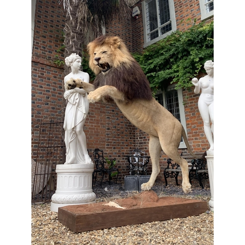 45 - A MAGNIFICENT TAXIDERMY LEAPING LION DIORAMA (PANTHERA LEO).
Captive bred, ex zoo. Lion removable fr... 