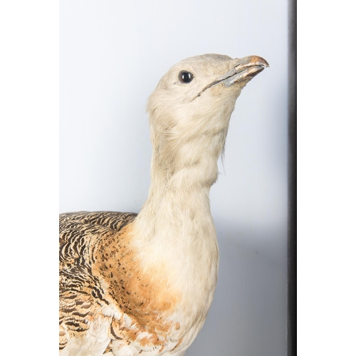 48 - A LARGE AND IMPRESSIVE LATE 19TH CENTURY TAXIDERMY CASED GREAT BUSTARD.
A rare example of a Great Bu... 