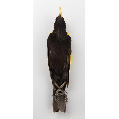 62 - A LATE 19TH CENTURY TAXIDERMY STUDY SKIN OF A REGENT BOWERBIRD (SERICULUS CHRYSOCEPHALUS). Male adul... 