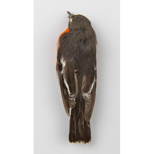 63 - A LATE 19TH CENTURY TAXIDERMY STUDY SKIN OF A FLAME ROBIN (PETROICA PHOENICEA). Male adult Flame rob... 