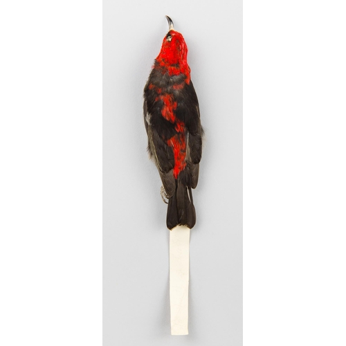 65 - A LATE 19TH CENTURY TAXIDERMY STUDY SKIN OF A SCARLET HONEYEATER (MYZOMELA SANGUINOLENTA). Male adul... 