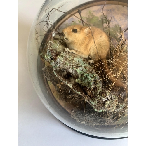 68 - PETER SPICER & SONS, A LATE 19TH/EARLY 20TH CENTURY TAXIDERMY DORMOUSE WALL DOME (GLIRIDAE).
(h 22.5... 